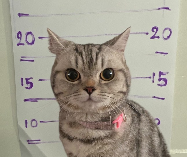 Nub Tang the cat sitting in front of a home-drawn height chart for her mugshot