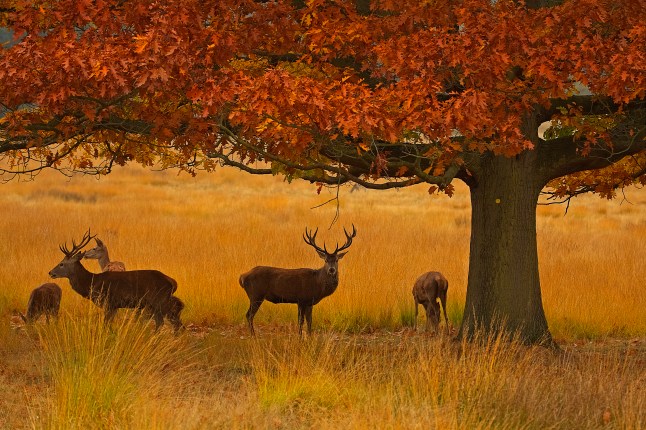 Richmond Park, London, United Kingdom