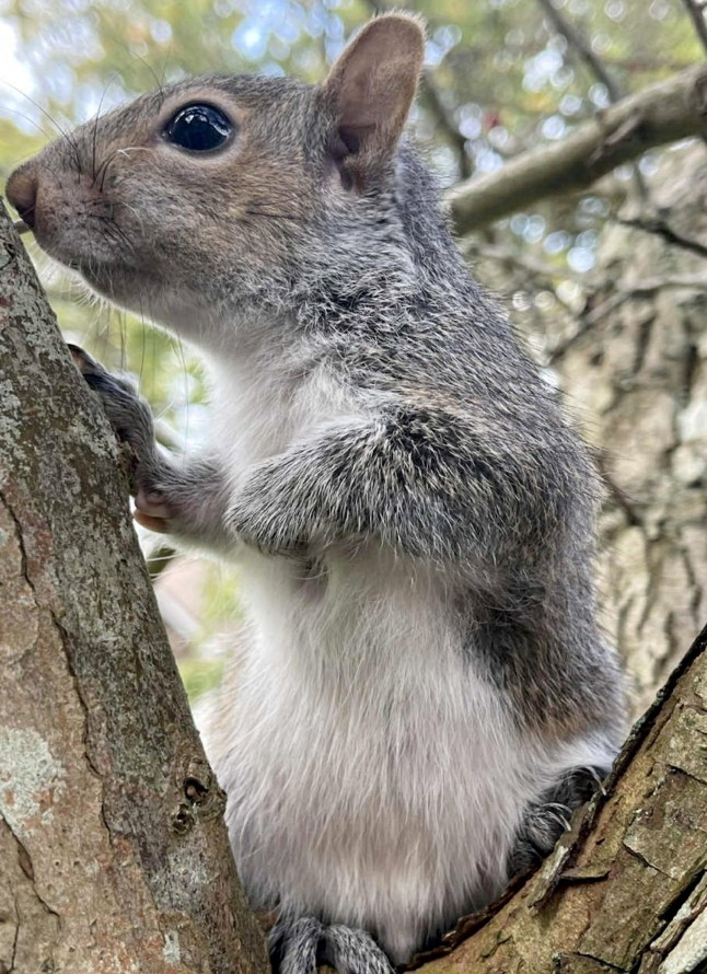 A squirrel sits in the crook of a tree branch.
